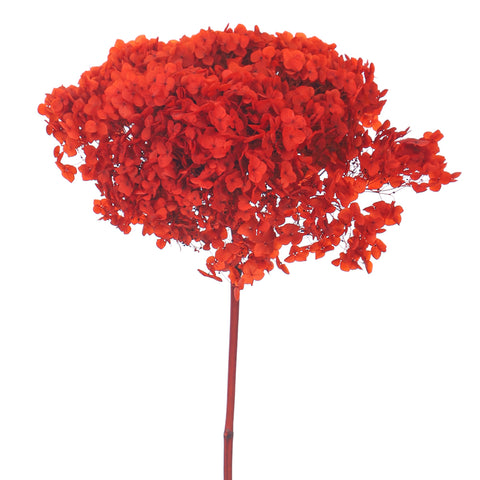 Natural Preserved Dried Hydrangea Flower