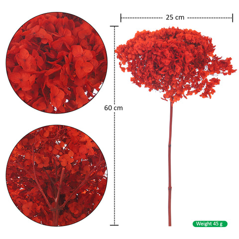 Natural Preserved Dried Hydrangea Flower