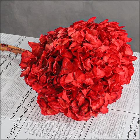 Dried Red Hydrangea Flower