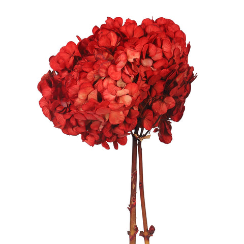Preserved Red Hydrangea Flower