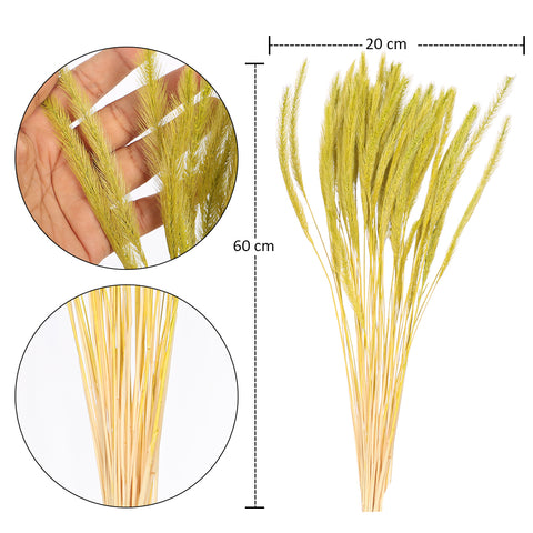 Preserved Dried Setaria Grass Flower