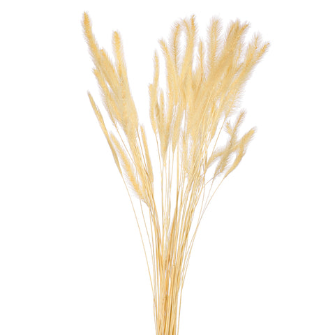 Preserved Dried Setaria Grass Flower