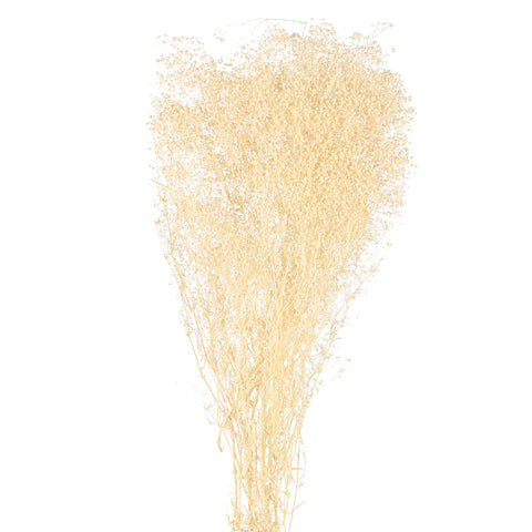 White Preserved Baby's Breath