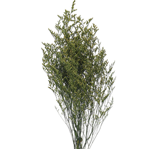 Preserved dried caspia