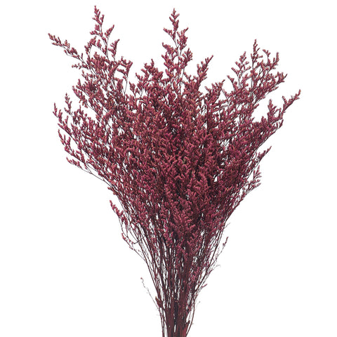 Preserved Dried Caspia Flowers