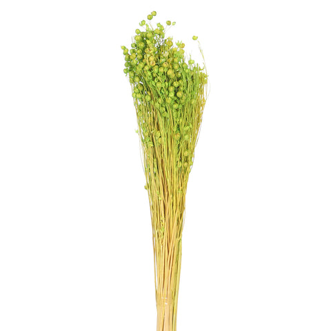 عشب الكتان المجفف طبيعياً