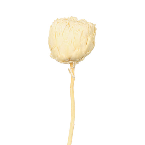 Preserved White Protea Flower Ball