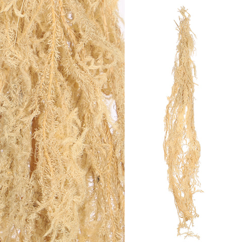 Preserved Lycopodium Japonicum Buck Grass