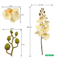 phalaenopsis orchid spray