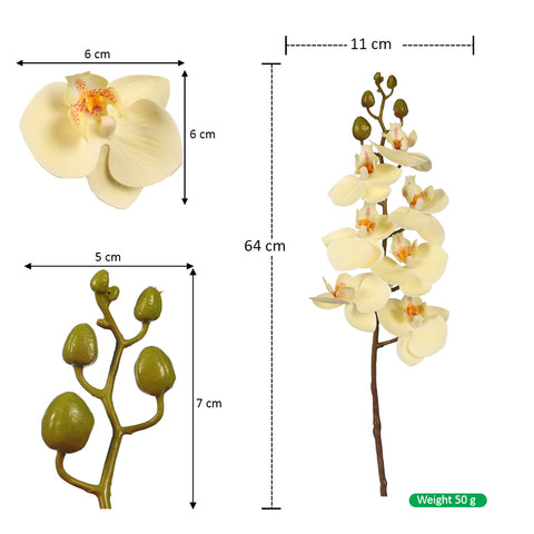 phalaenopsis orchid spray