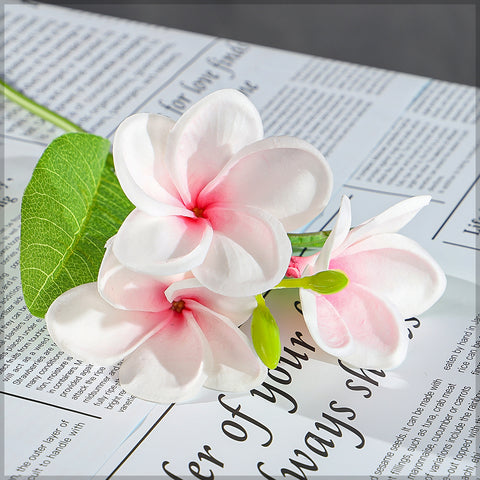 plumeria flower stem