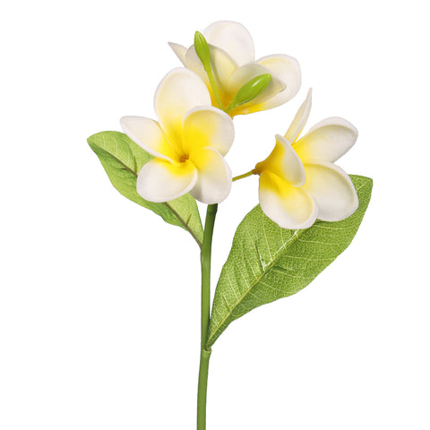 natural looking plumeria flowers
