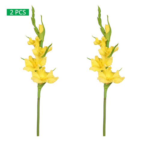 gladiolus flowers