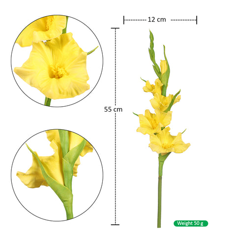 gladiolus bulbs