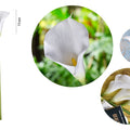 calla lilies artificial