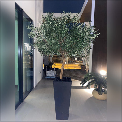 Graceful Green Indoor Botanics  for display purposes only (non-sale)