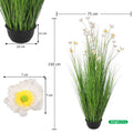 Daisy Grass Plant