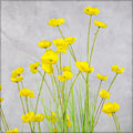 Faux Daisy Grass