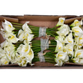 buy mini calla lilies Dubai