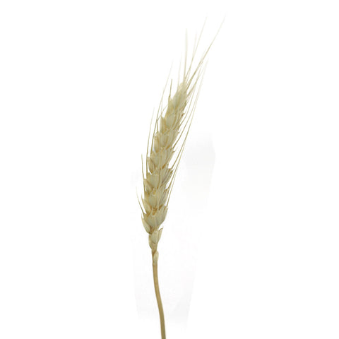 Dried wheat bundle for vases