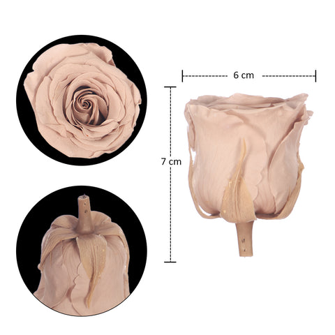 6 Pieces Preserved Rose Flower