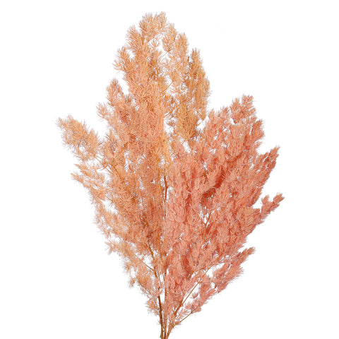Preserved Fern Branches