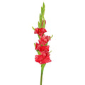 artificial gladiolus flower