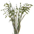 Decorative Natural Dried Sea Oats