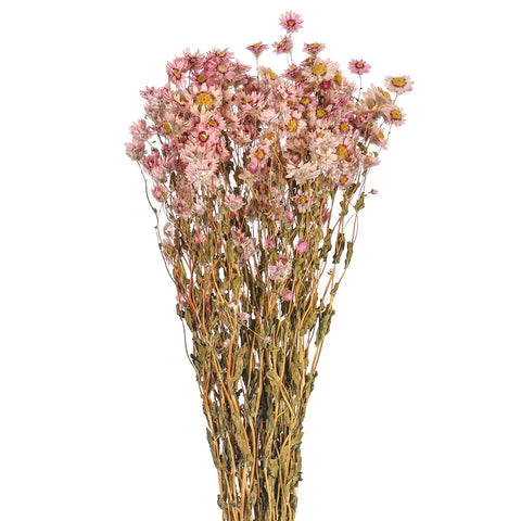 Handmade Dried Daisy Bouquet