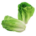 Nearly natural fake lettuce