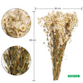 Natural Dried Daisy Flowers