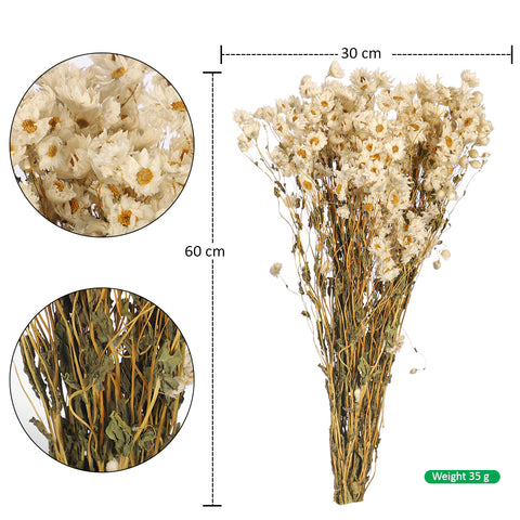 Natural Dried Daisy Flowers
