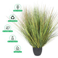 Grass plant in plastic pot