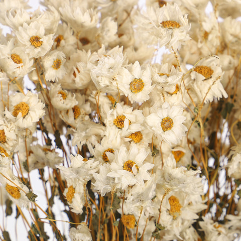 Preserved Daisy Bouquet