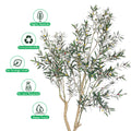 Indoor Olive Plant