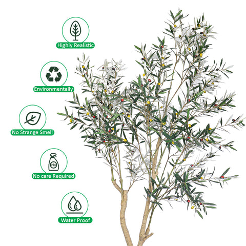 Indoor Olive Plant