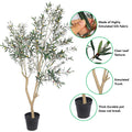 Olive Tree Plant