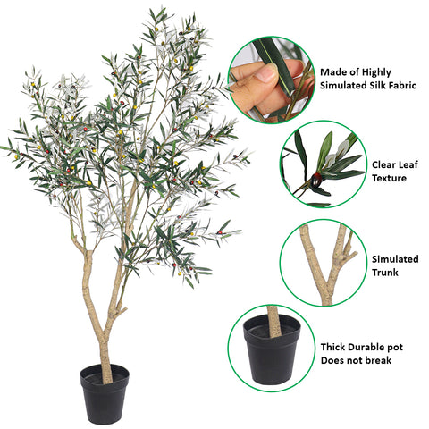 Olive Tree Plant