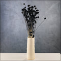 Dried Flowers for Vases