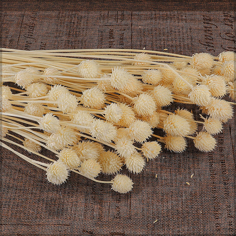 Globe Amaranth for Bouquets