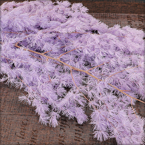 Dried Fern for Decor