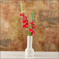 gladiolus flowers