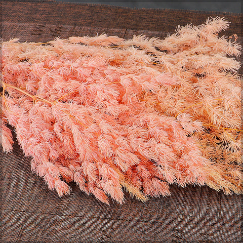 Dried Fern Leaves