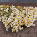 Dried Daisy for Home Decor
