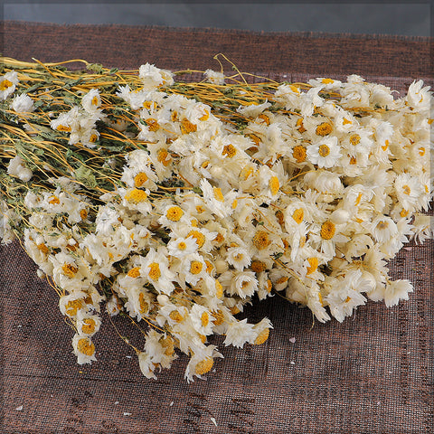 Dried Daisy for Home Decor