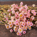 Natural Dried Daisies for Crafts