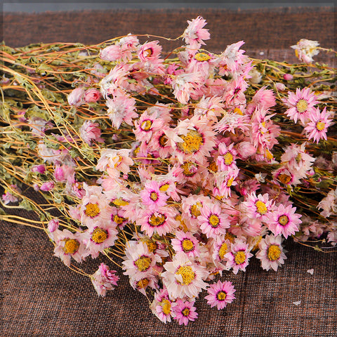 Natural Dried Daisies for Crafts