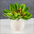 Decorative Peacock Succulent Piece