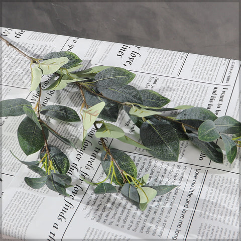 autumn eucalyptus leaves