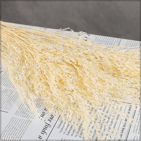White Dried Flower